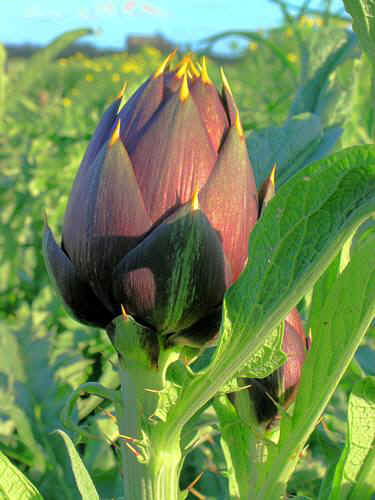 carciofo spinoso di sardegna d.o.p.