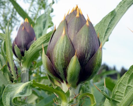Campagna Carciofo spinoso sardo Dop e Agnello di Sardegna IGP